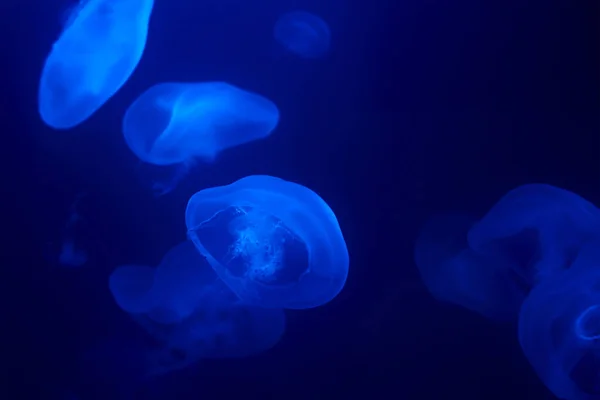 A medúza víz alatt úszik az akváriumban. — Stock Fotó