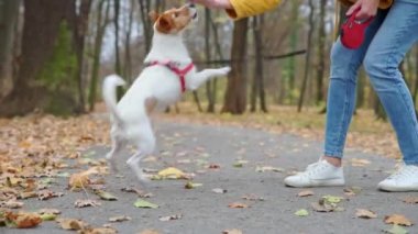 Sonbahar parkında köpeği olan bir kadın.