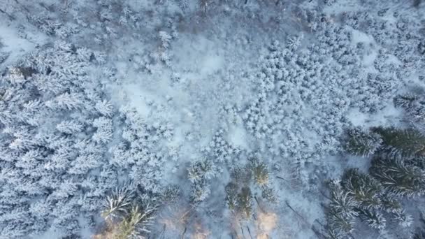 Prachtig winterbos met besneeuwde bomen, uitzicht vanuit de lucht — Stockvideo