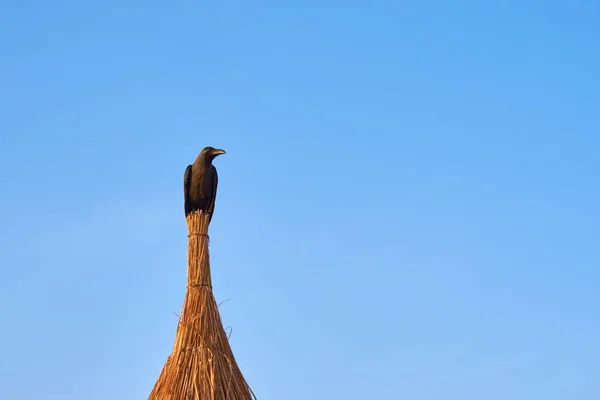 Raven sit on roof against blue sky — Stock Photo, Image