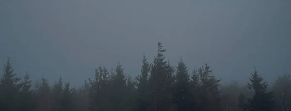 Sílhueta de floresta de pinheiro com nevoeiro — Fotografia de Stock