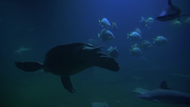 Підводне морське життя з рибами, черепахами і акулами — стокове відео