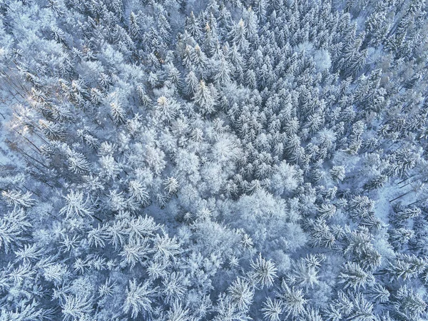 Vista aérea da floresta coberta de neve wirt — Fotografia de Stock