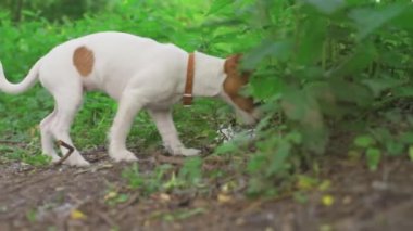 Şirin köpek dışarıyı kokluyor.