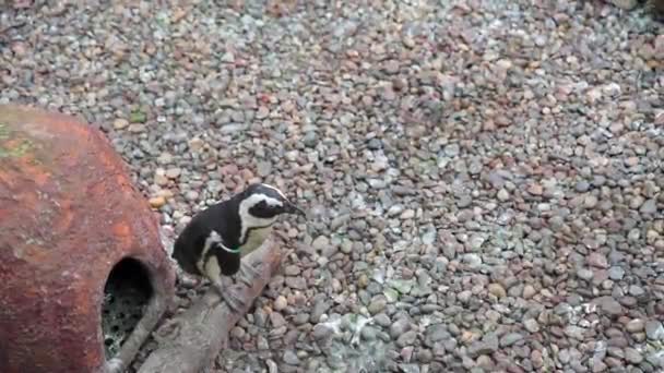 Pingwin baw się dobrze w zoo. — Wideo stockowe