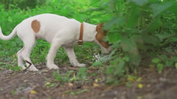 Милая собака вынюхивает землю на открытом воздухе — стоковое видео