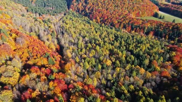 Herbstwald Mit Farbigen Bäumen Luftaufnahme Der Schönen Naturlandschaft — Stockvideo