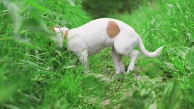 Şirin köpek yavrusu Jack Russell Terrier yaz günü parkta toprak kokluyor, köpek doğada yürüyor.