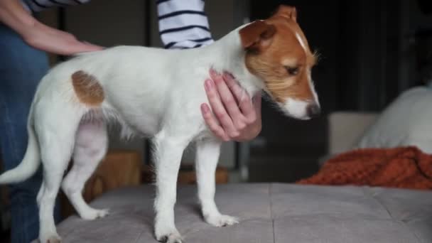 女人在家里用狗毛刷子刷她的宠物 宠物打扮 — 图库视频影像
