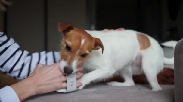 Собака Жует Расческу Женщина Играет Домашним Животным — стоковое видео