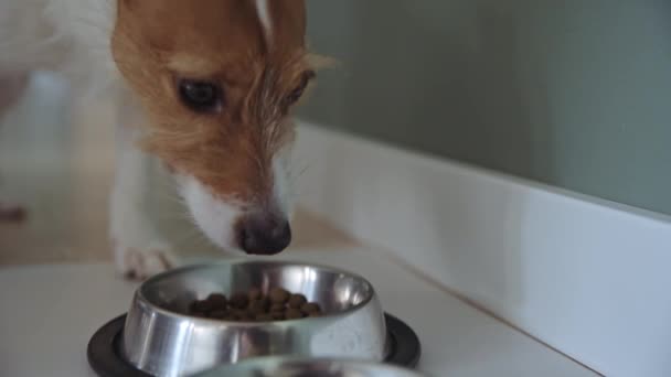 犬はボウルからドライフィードを食べる 空腹ペットの餌 — ストック動画