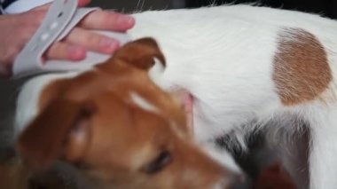 Evcil hayvanını köpek kılı fırçasıyla fırçalayan, evcil hayvan tımarlayan bir kadın.