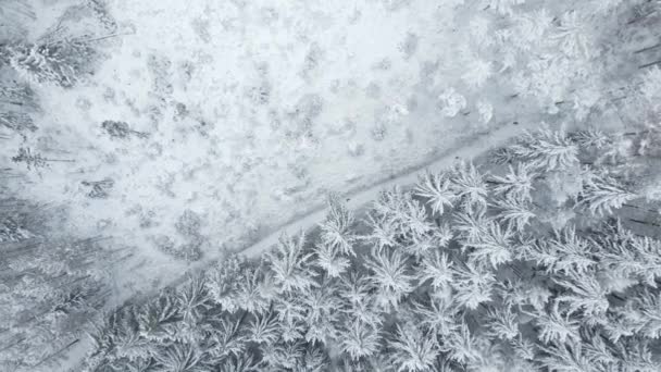 Winterbos Met Overdekte Bomen Met Sneeuw Prachtig Winters Natuurlandschap Vanuit — Stockvideo