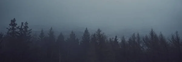 Çam Ormanının Silueti Sisli Karamsar Sisli Orman Manzarası Doğa Arka — Stok fotoğraf