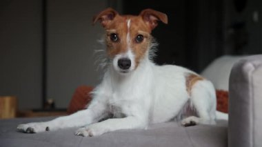 Köpek portresi, kanepeye oturup kameraya bakan ilginç bir köpek.