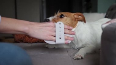 Kadın köpeğini fırçalıyor ve onunla oynuyor.