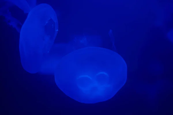 Jellyfish Swims Water Blue Background Sea Life Zoo Aquarium — Stock Photo, Image