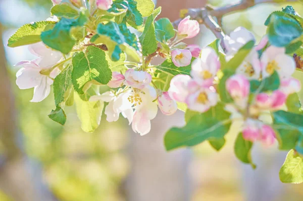 Blühende Pflanze Vor Blauem Himmel Sommertag Frühlingshintergrund — Stockfoto