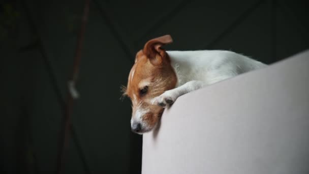 Один Питомец Ждет Хозяина Грустная Собака Лежит Диване Смотрит Окно — стоковое видео