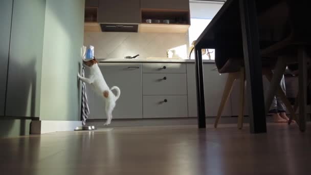 Джек Рассел Спеціяльний Пес Розважається Вдома Ловить Сонячного Кролика Стіні — стокове відео