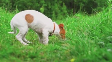 Şirin köpek dışarıyı kokluyor.