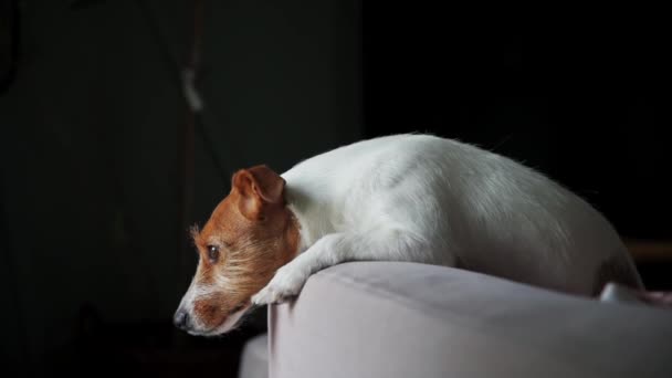 Собака лежить на дивані і дивиться на вікно — стокове відео
