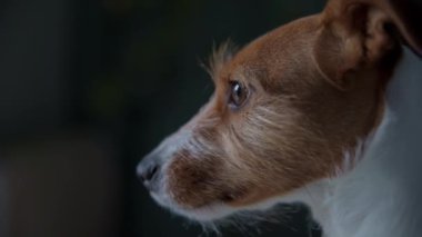 Köpek kanepede uzanıyor ve pencereye bakıyor.