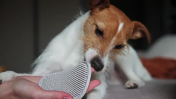 犬の噛む毛ブラシ — ストック動画