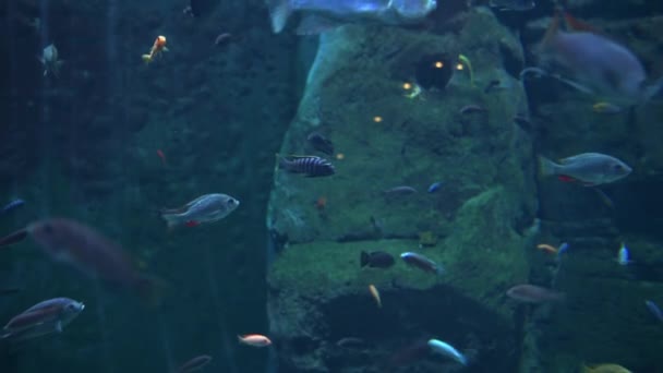Морські риби в глибокому акваріумі, морське життя — стокове відео