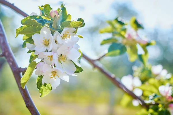 Blooming plant against blue sky in summer day. Spring background — Stock Photo, Image