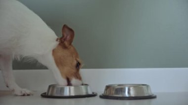 Köpek kaseden kuru yem yiyor, aç evcil hayvan besleniyor.