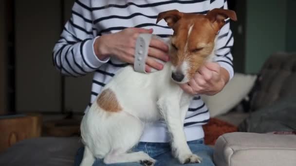 Γυναίκα βουρτσίζει το σκύλο της στο σπίτι. Περιποίηση κατοικιδίων — Αρχείο Βίντεο