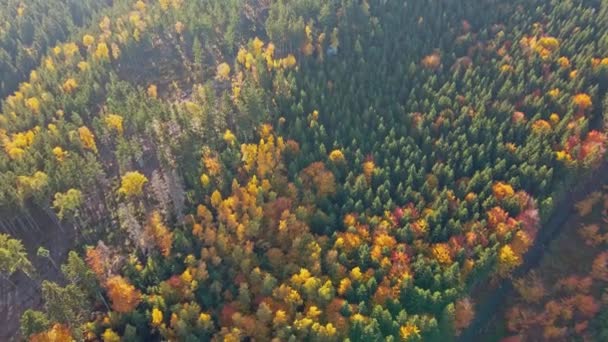 Schöner Herbstwald in Europa, Luftaufnahme — Stockvideo