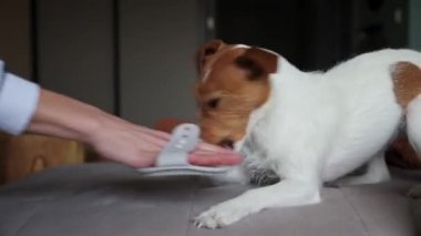 Köpek saç fırçası çiğniyor