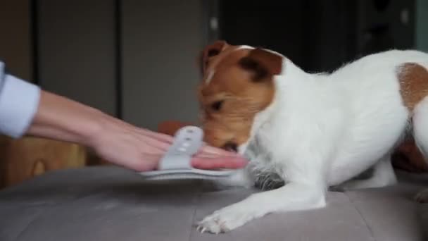 Dog chewing hair brush — Stock Video