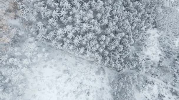 Vista aérea de la nieve cubierta de bosque — Vídeo de stock