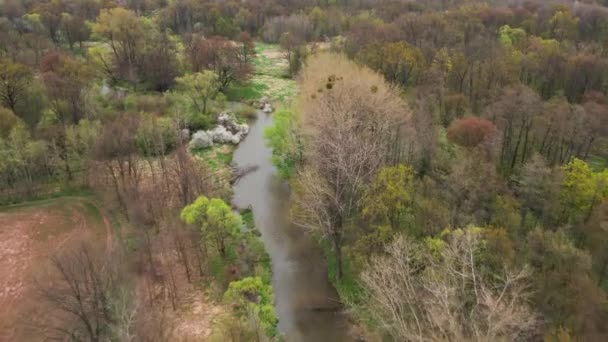 Aerial view of spring river in the middle of green forest — Stockvideo