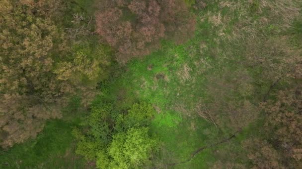 Aerial view of spring green forest, nature panorama — Wideo stockowe