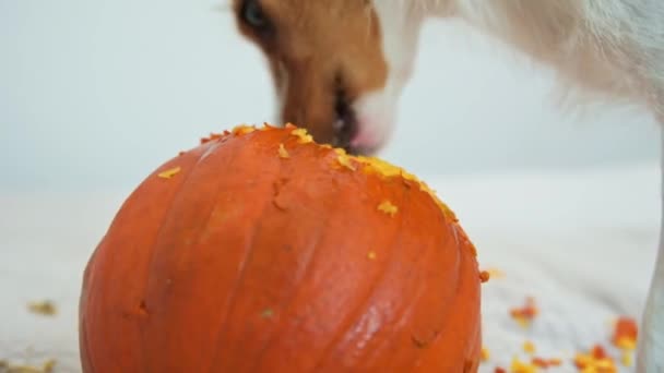 Hund gnager apelsinpumpa inomhus — Stockvideo
