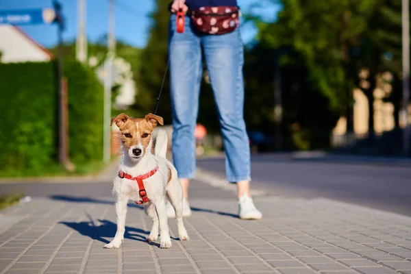 Pet Owner Walks Dog Outdoors Jack Russell Terrier City Street — Stockfoto