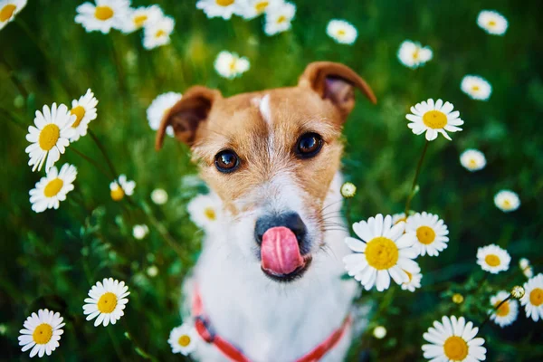 Cute Dog Sitting Green Grass Camomile Flowers Looking Camera Pet — ストック写真