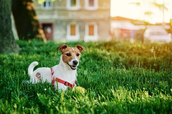 Милая Собака Гуляет Летнему Лугу Зеленой Травой Портрет Домашнего Животного — стоковое фото