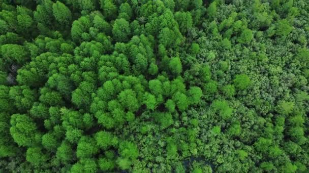 Vista aérea de árvores verdes da floresta — Vídeo de Stock