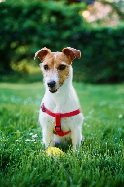 Lindo retrato de perro en el prado de verano con hierba verde — Foto de Stock
