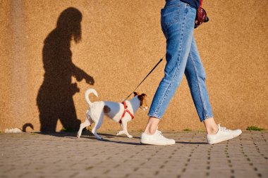 Evcil hayvan sahibi köpekle dışarıda dolaşıyor, Jack Russell Terrier yaz günü şehir caddesinde.