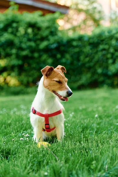 Cute Dog Walks Summer Meadow Green Grass Pet Portrait — ストック写真