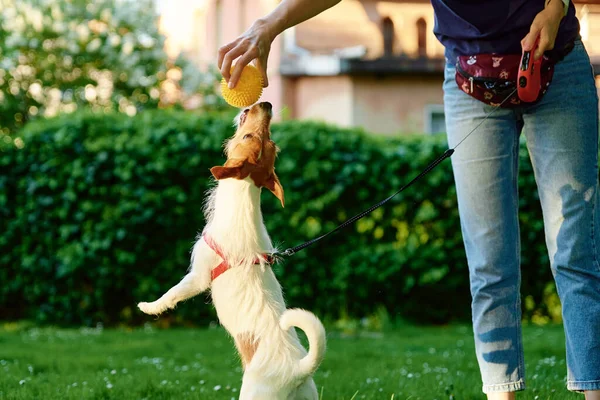 Mulher Andando Seu Cão Proprietário Brincando Com Animal Estimação Parque — Fotografia de Stock