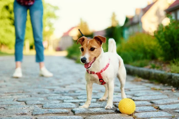 Hund Läuft Mit Seinem Herrchen Auf Der Stadtstraße Haustier Spielt — Stockfoto