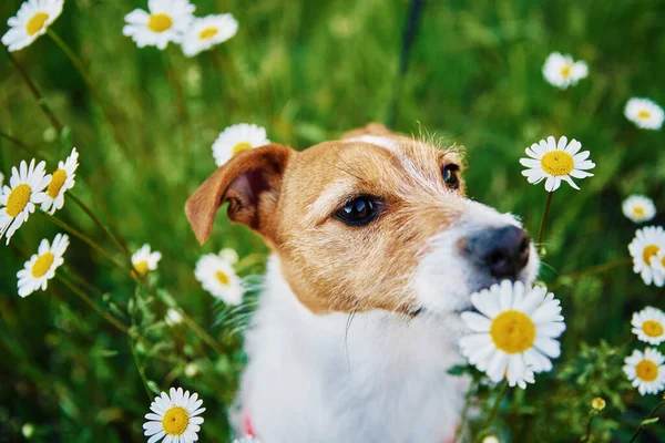 かわいい犬はカモミールと緑の草の中に座って 花の匂い 夏の牧草地でペットの肖像画 — ストック写真