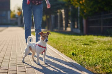 Pet owner walks with dog outdoors, Jack Russell terrier at city street in summer day